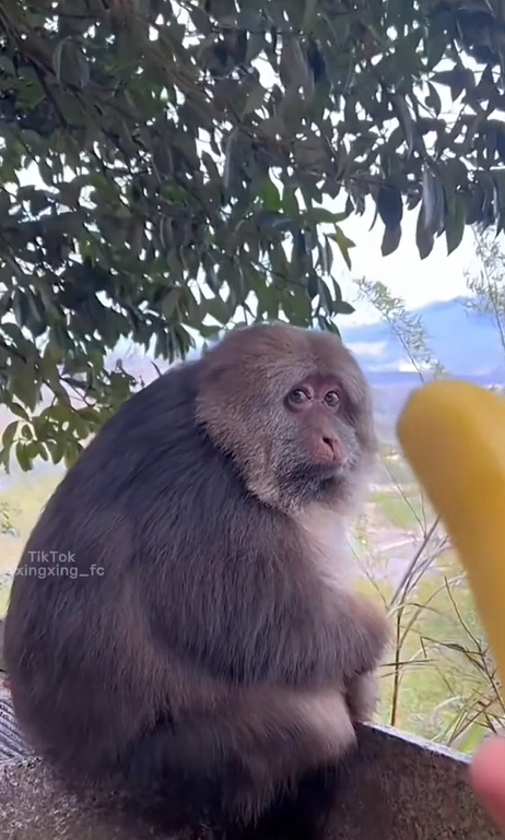 ป้อนกล้วย