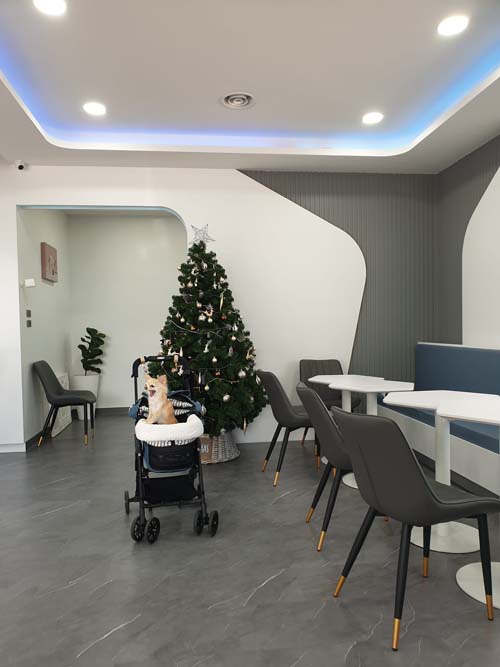 รีวิวทำ CT Scan สุนัข