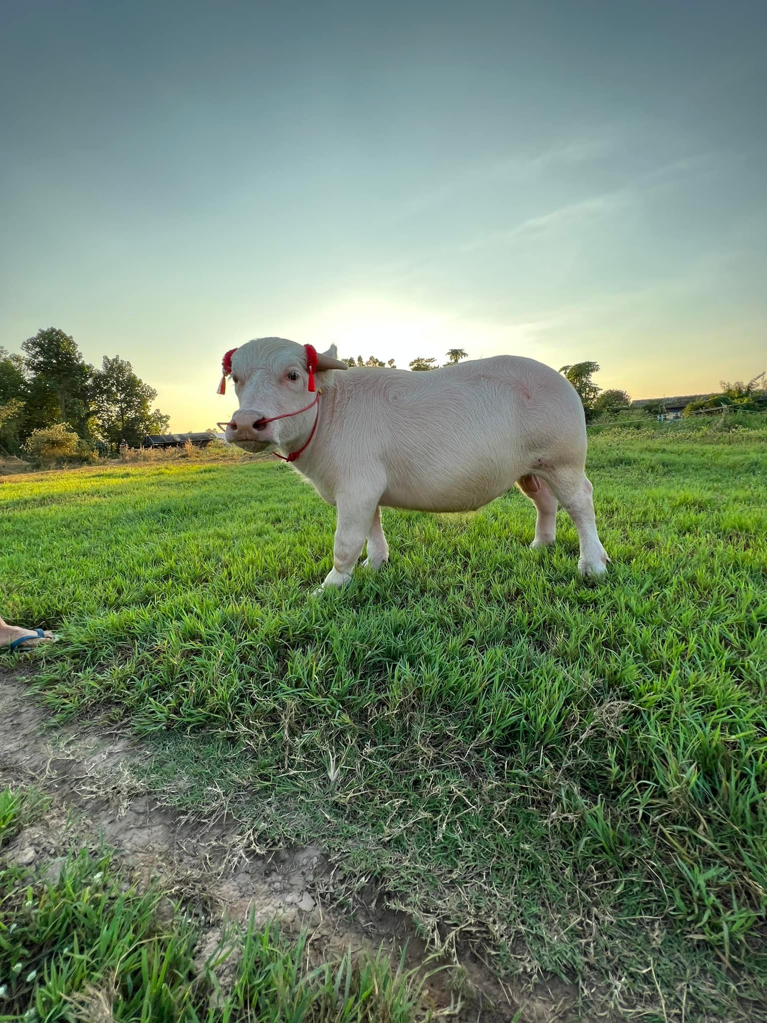 ควายแคระ