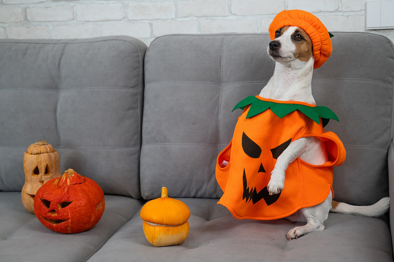 หมา ฮาโลวีน