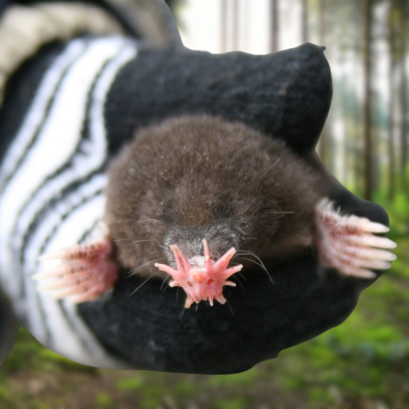 สัตว์แปลกจากทั่วโลก