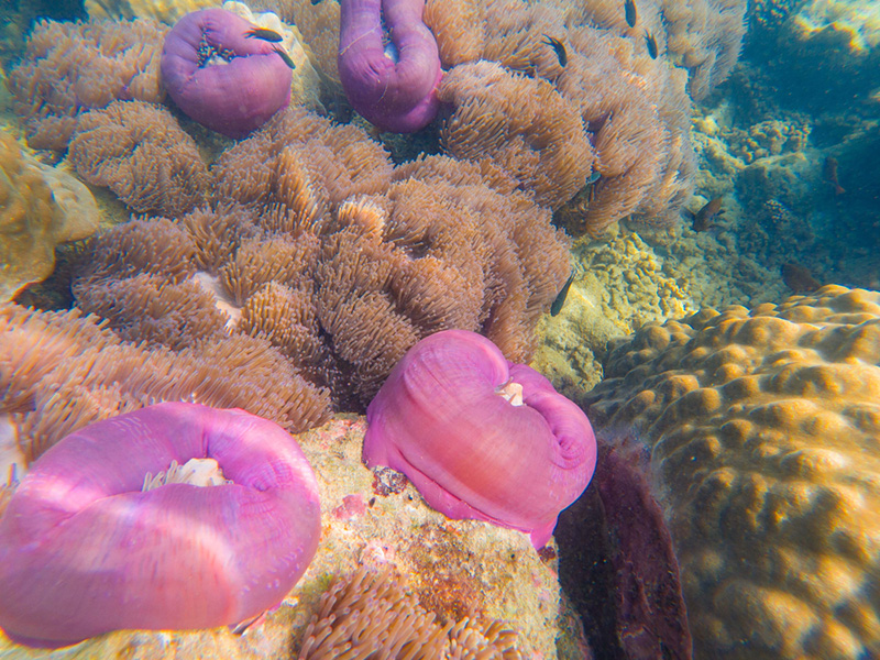 ดำน้ำที่ไหนดี ปี 2568 ? เกาะจาน เกาะท้ายทรีย์ จังหวัดประจวบคีรีขันธ์