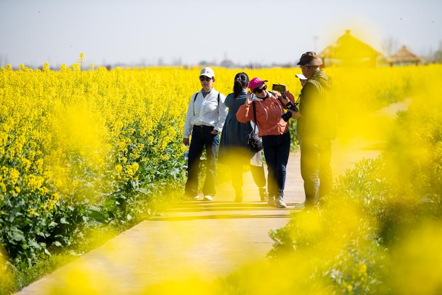 ทุ่งดอกผักกาดก้านขาว