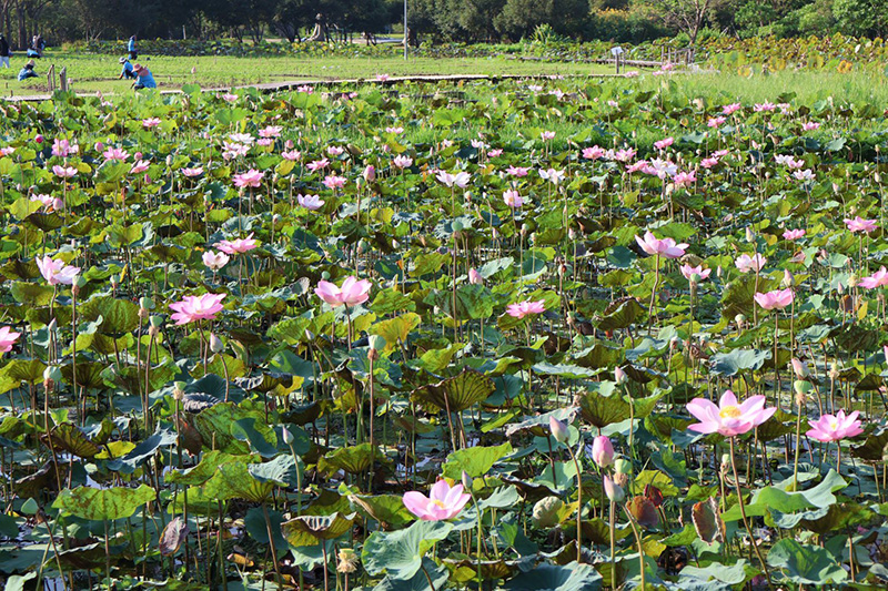 บึงบัว สวนรถไฟ