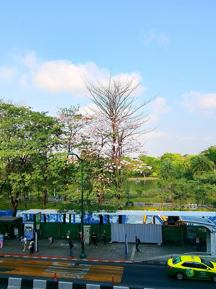 ชมพูพันธุ์ทิพย์ สวนจตุจักร 2569