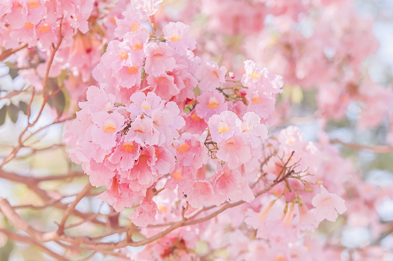 ชมพูพันธุ์ทิพย์ ม.เกษตรฯ กำแพงแสน 2569