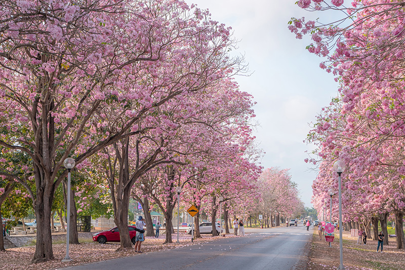 ชมพูพันธุ์ทิพย์ ม.เกษตรฯ กำแพงแสน 2569