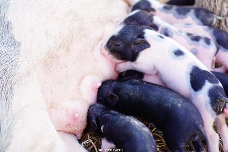 เที่ยวรังนกแลนด์ by นกแปดริ้ว จ.ฉะเชิงเทรา