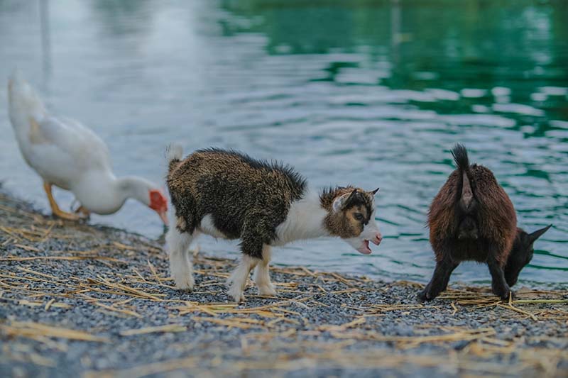 A Cup of Zoo Café คาเฟ่