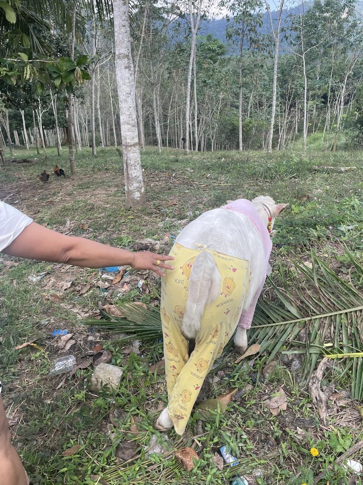 น้องหยวกกล้วย