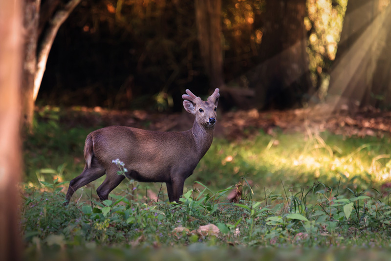 ห้วยขาแข้ง