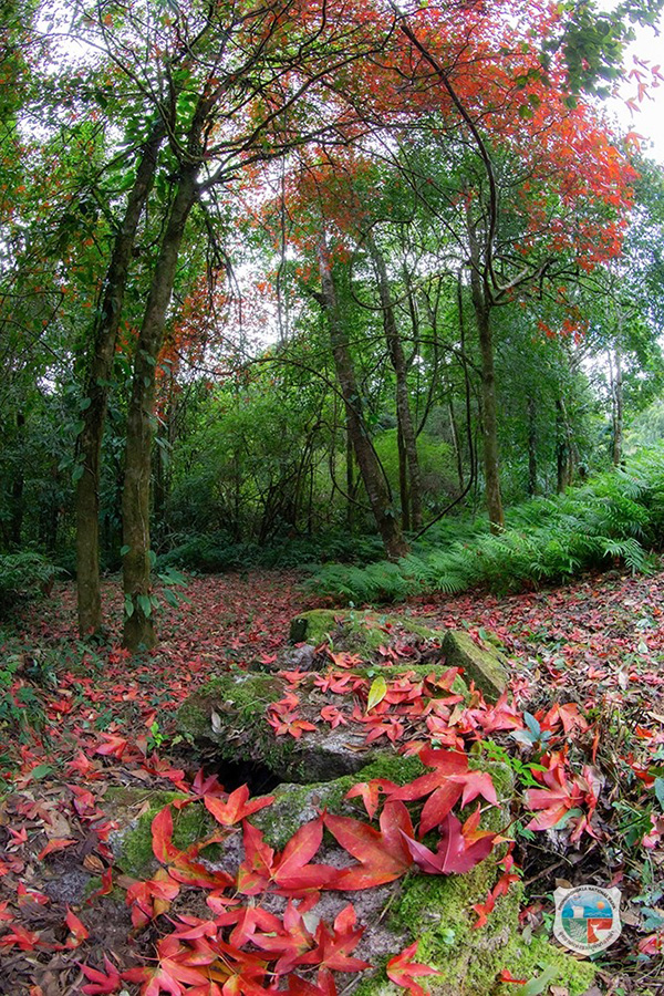 ใบเมเปิล ก่วมแดง 2568 อุทยานแห่งชาติภูหินร่องกล้า