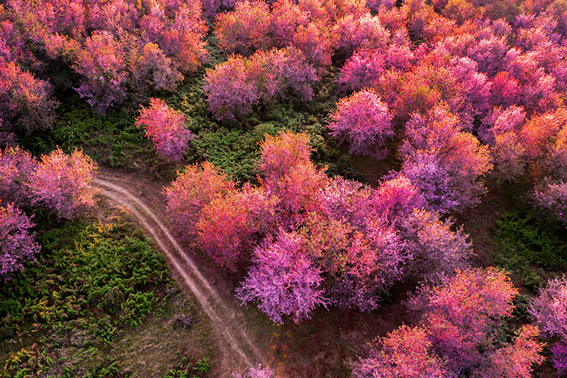 ภูลมโล นางพญาเสือโคร่ง