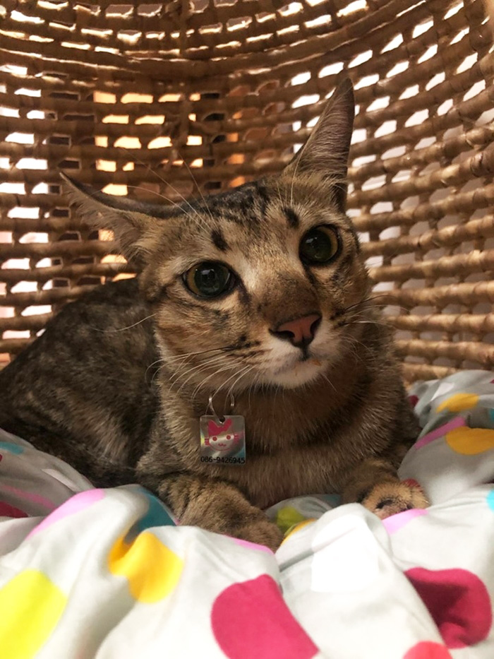 เพจแมวโรงพัก