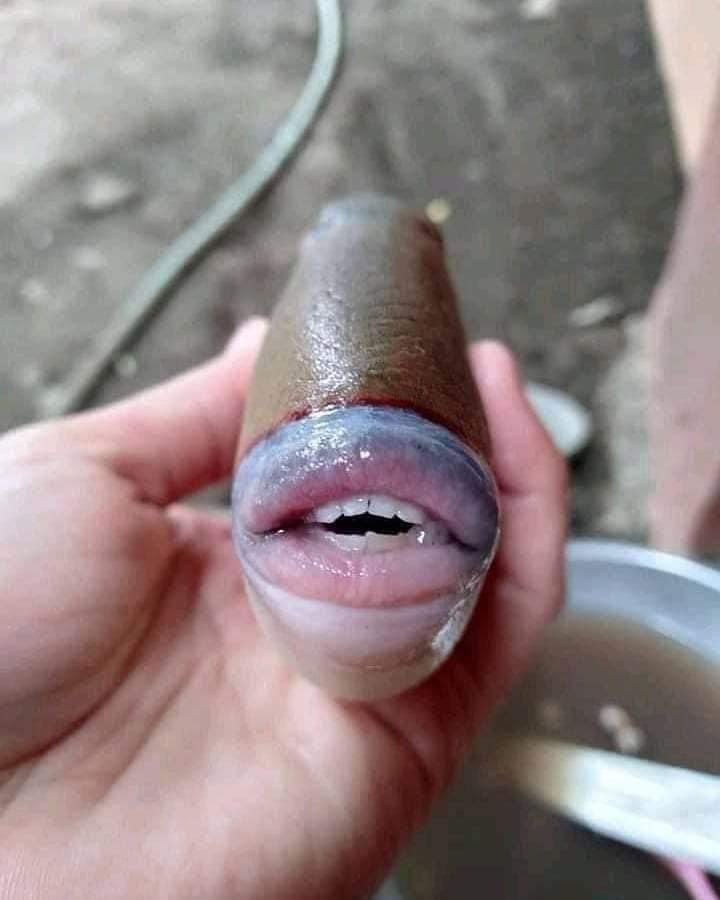 ปลาประหลาด