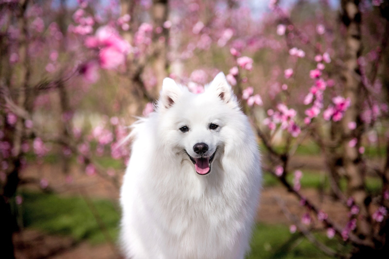 สุนัขญี่ปุ่น 10 สายพันธุ์น่าเลี้ยง น่ารักแบบเจแปนนิสสไตล์