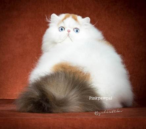  เปอร์เซีย 