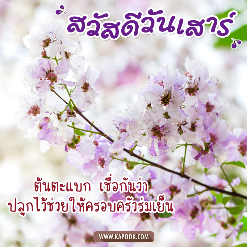 รูปสวัสดีวันเสาร์ ต้นตะแบก เชื่อกันว่า ปลูกไว้ช่วยให้ครอบครัวร่มเย็น