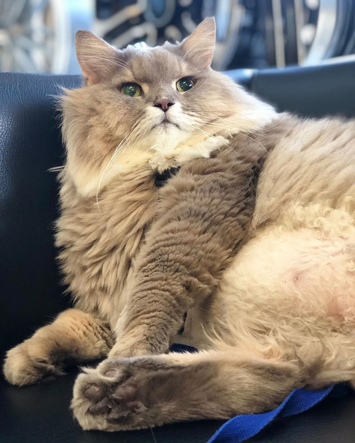 แมวอ้วน