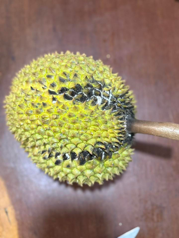 สวนผลไม้จันทบุรี 2569 บ้านสวนอิสรีย์เกษตรอินทรีย์และฟาร์มม้าเมืองจันท์