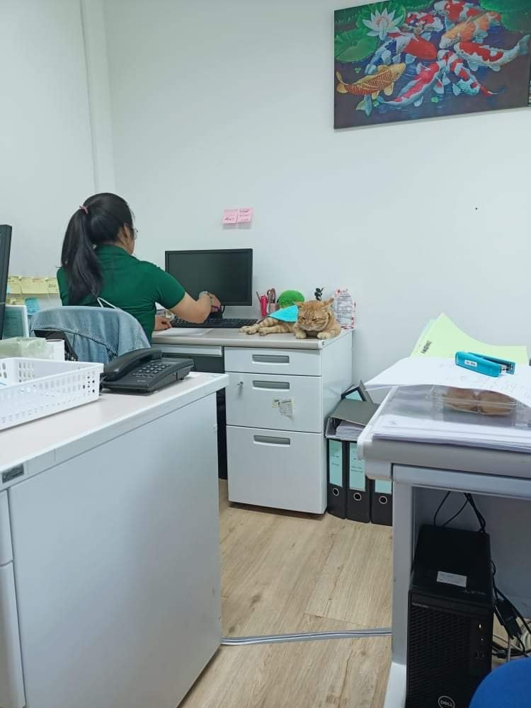 ออฟฟิศแมว