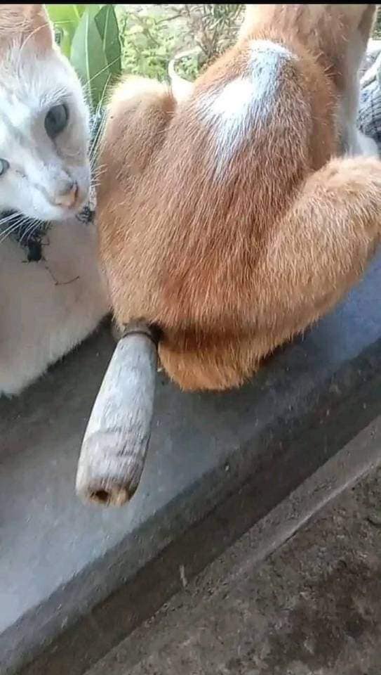 โดนแทงหลัง