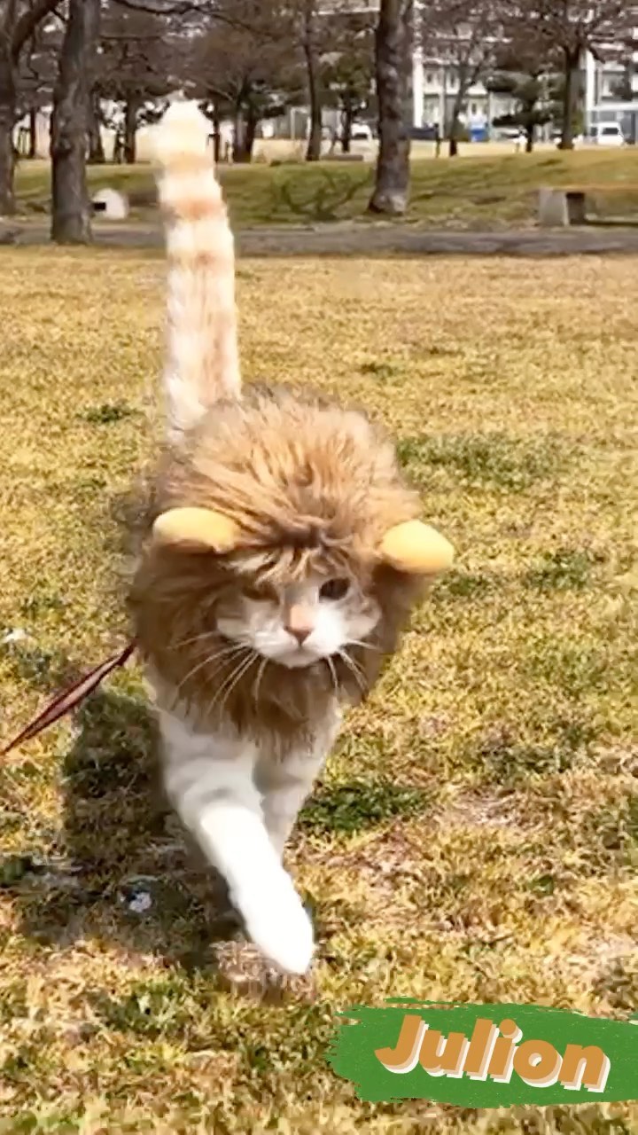 แมวเซเลบ