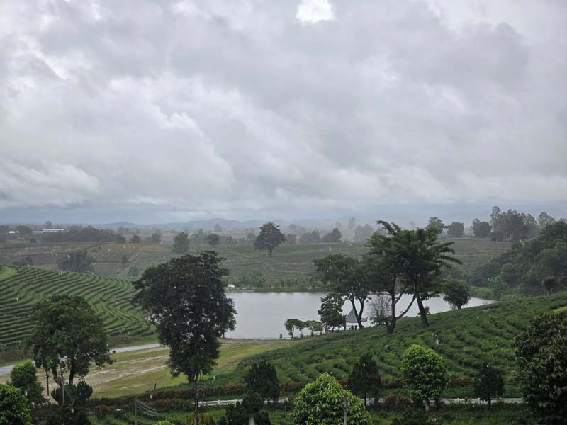 เที่ยวไร่ชาฉุยฟง