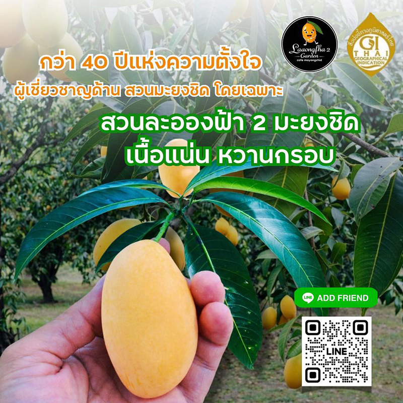 สวนละอองฟ้า 2 สวนมะยงชิด 2569