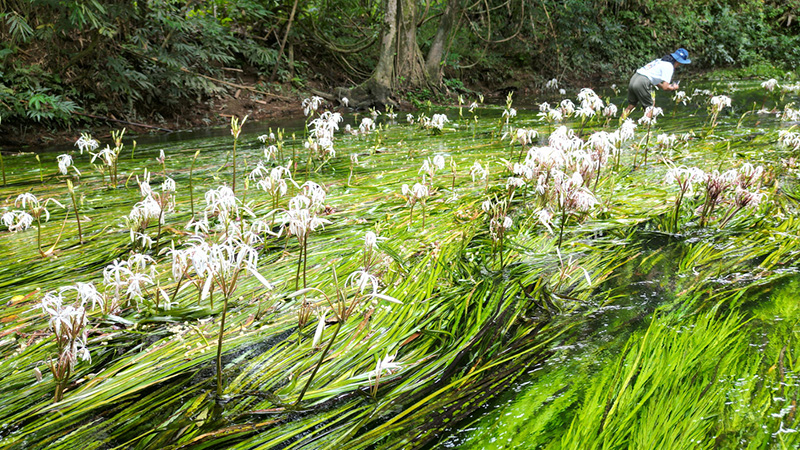 พลับพลึงธาร ราชินีแห่งสายน้ำ พังงา