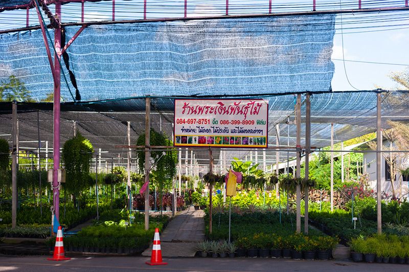 ร้ายขายต้นไม้ใหญ่ ตลาดต้นไม้พระเงิน