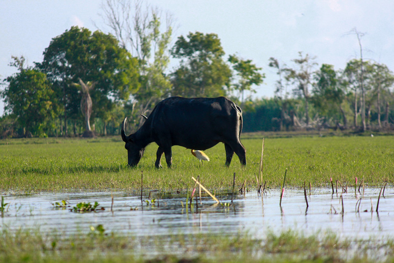 สะพานเฉลิมพระเกียรติ 80 พรรษา พัทลุง