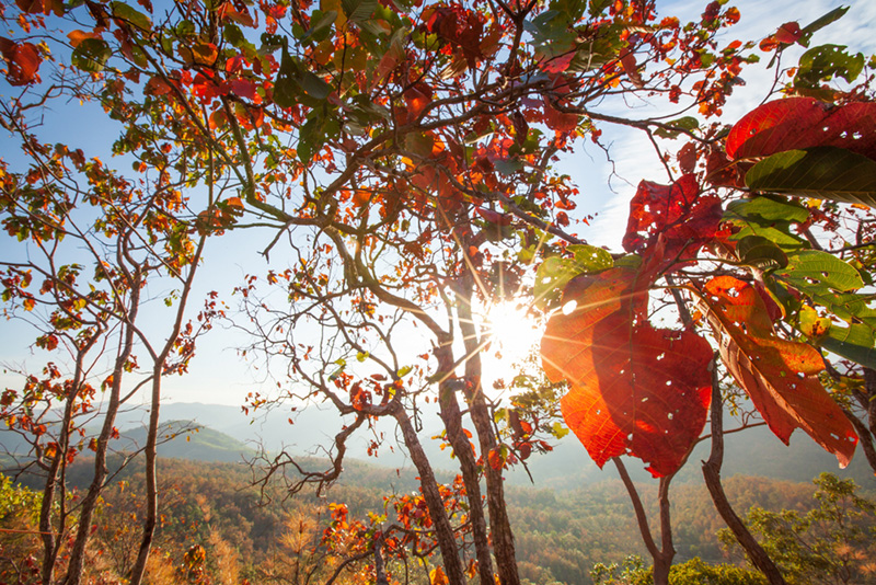 ป่าเปลี่ยนสี เที่ยวน้ำหนาว