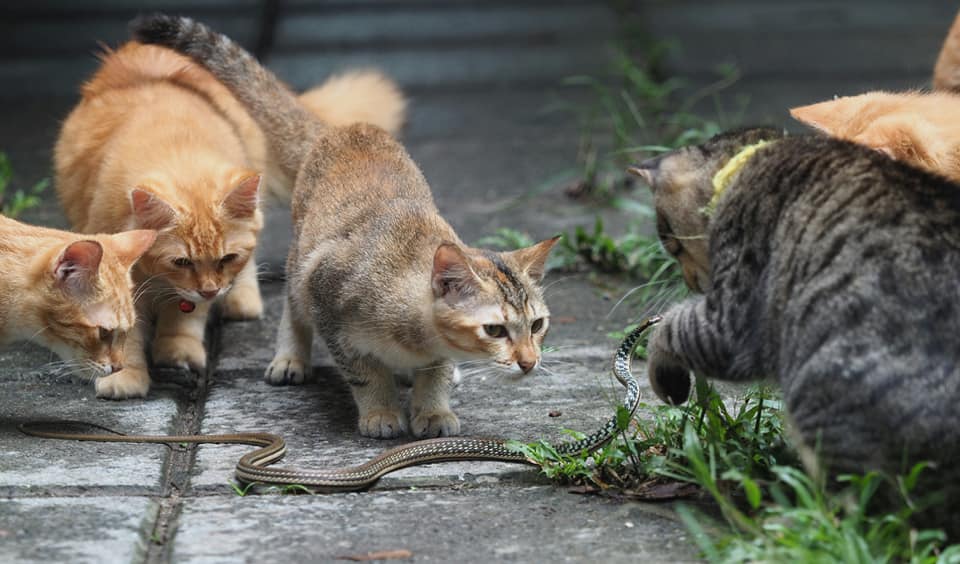 แมวหมู่