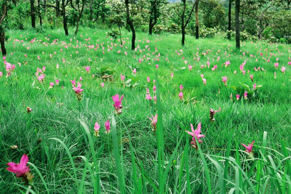 ทุ่งดอกกระเจียว 2566