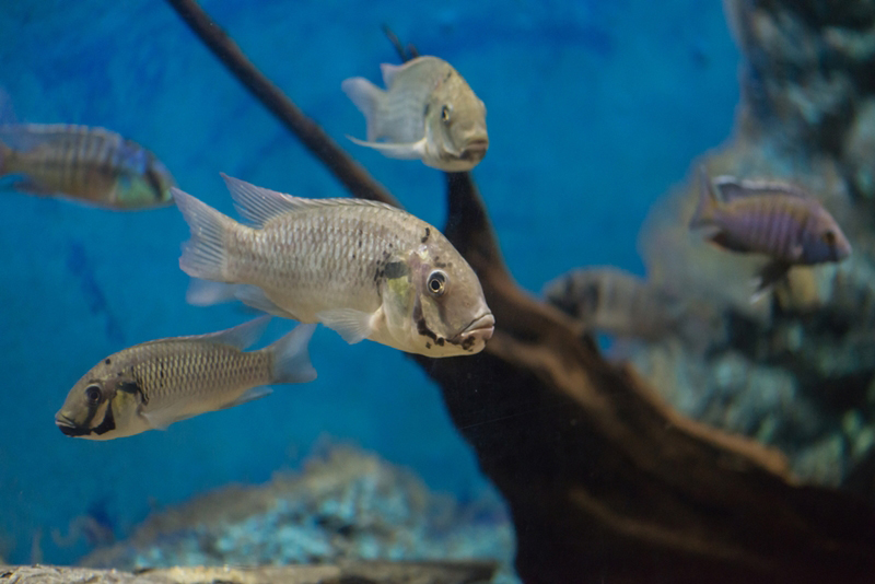 ปลาหมอคางดำ มาจากไหน