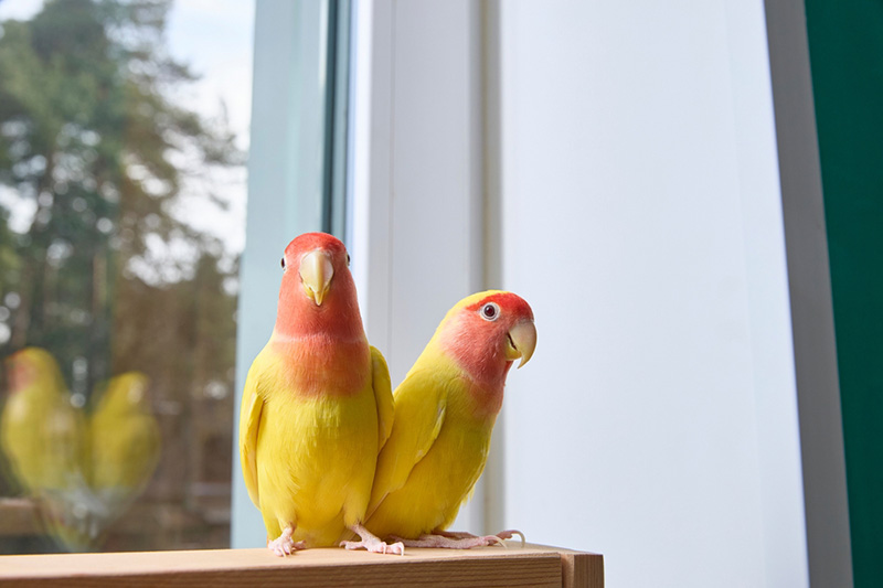 นกเลี้ยงง่าย เหมาะมือใหม่