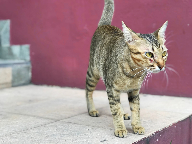 เพจแมวโรงพัก