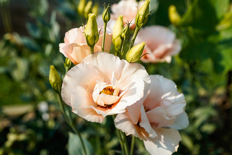 ดอกไลเซนทัส