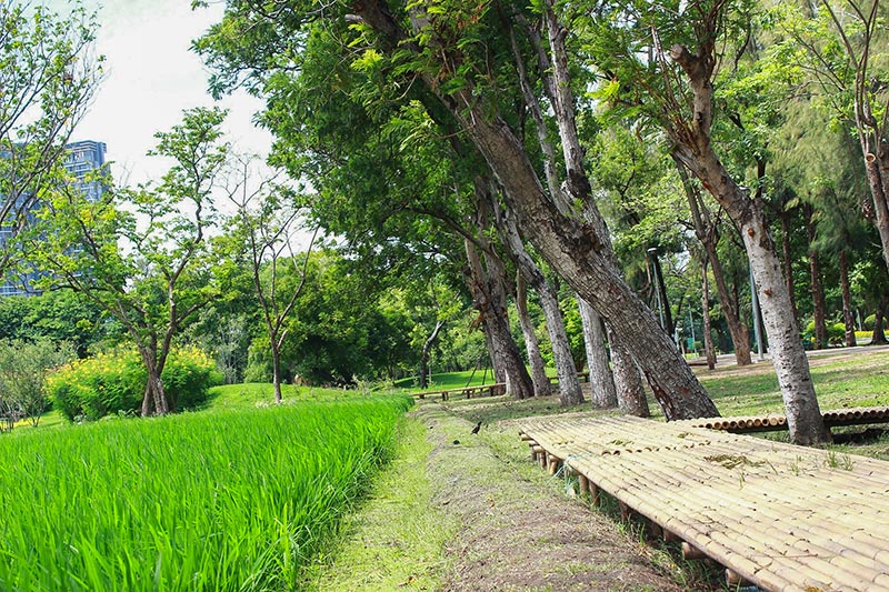 ทุ่งดอกบานชื่น สวนรถไฟ