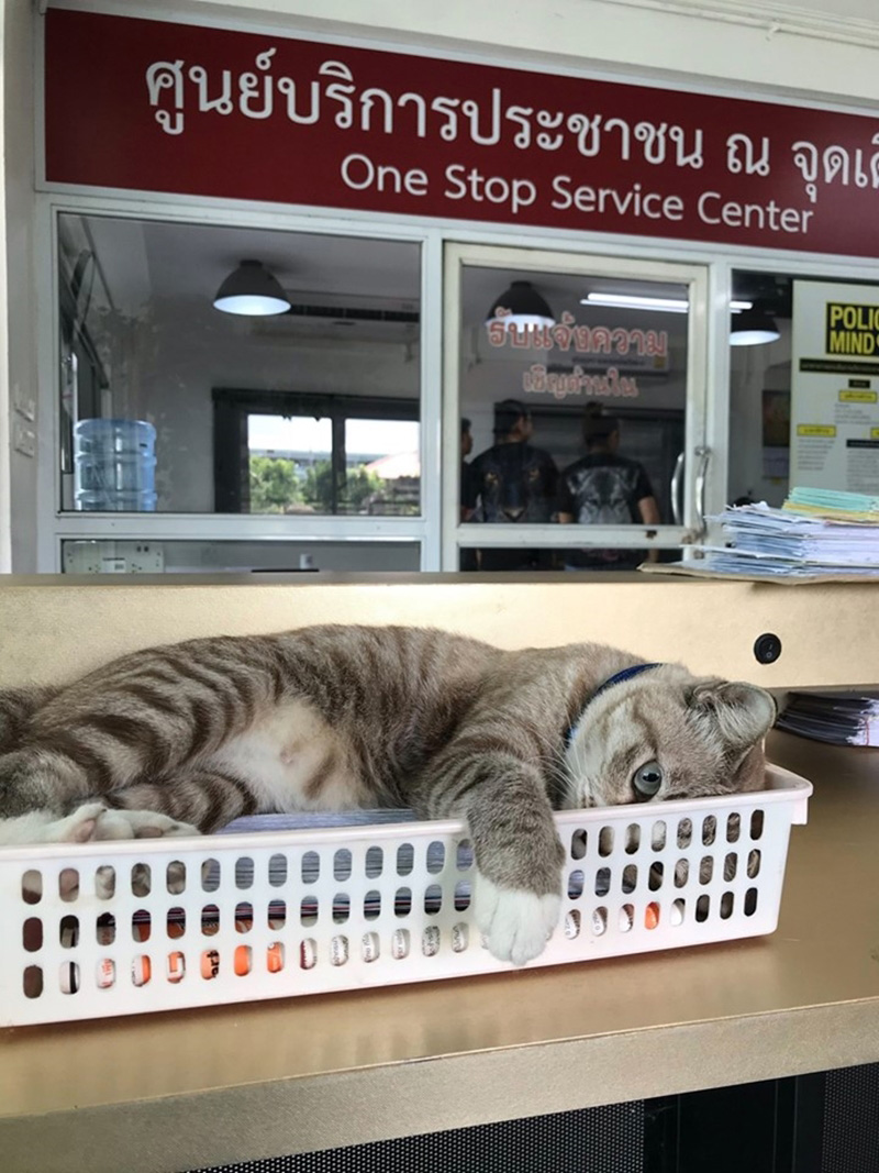 เพจแมวโรงพัก