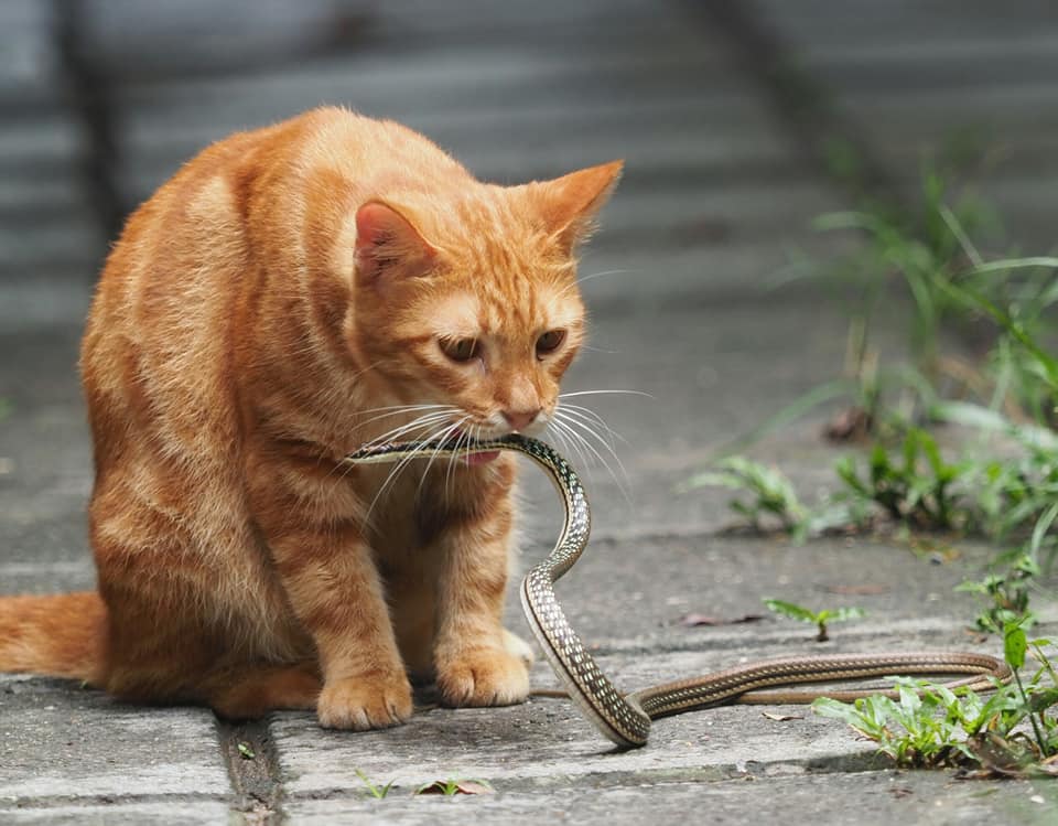 แมวหมู่