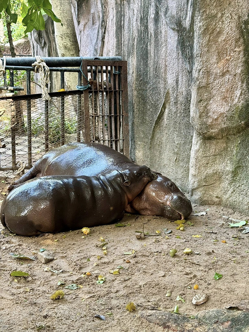 หมูเด้ง ยังฮอตไม่หยุด