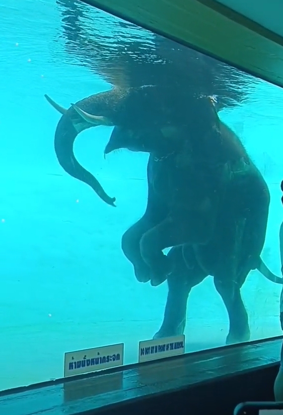 ช้างว่ายน้ำ