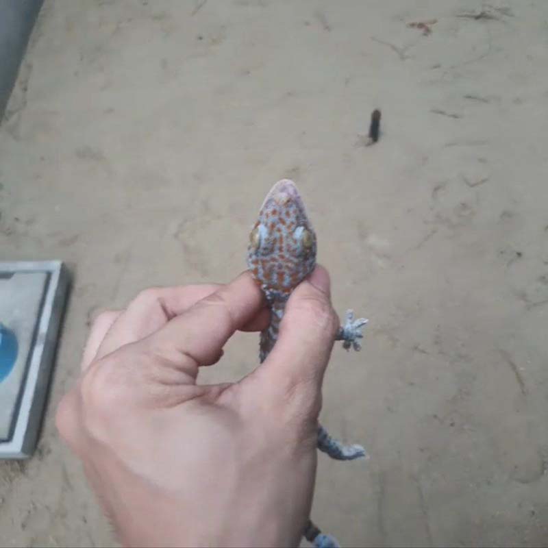 แน็ก ชาลี