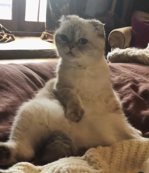 แมวเทย์เลอร์ สวิฟต์