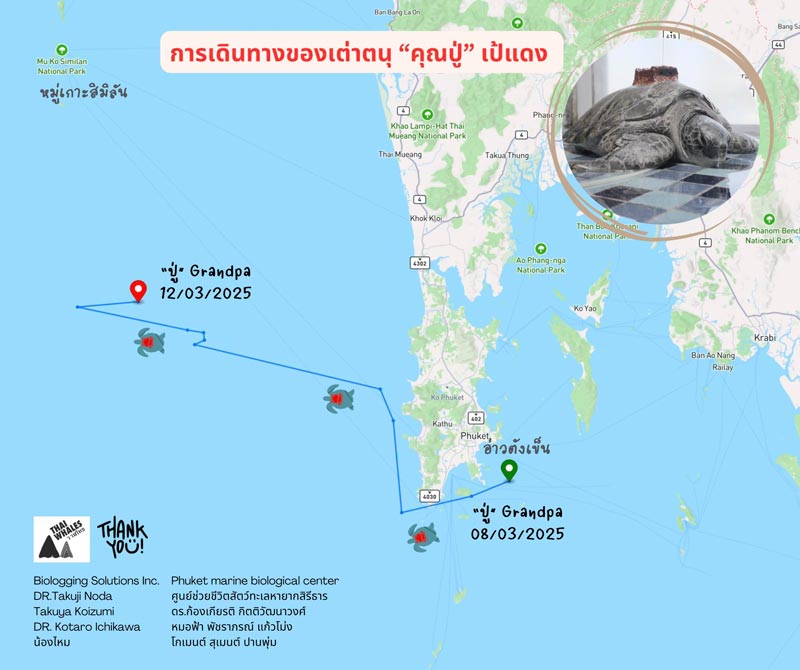 เส้นทางที่คุณปู่เต่าตนุเป้แดงว่ายผ่าน