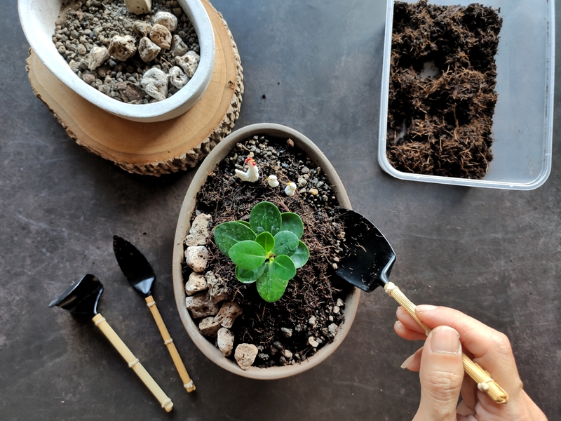 ต้นไม้ที่มีคำว่าเงิน