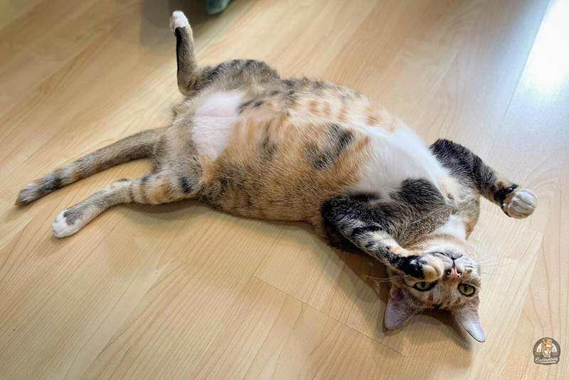 คาเฟ่แมว