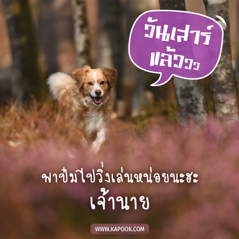 รูปสวัสดีวันเสาร์ พาป๋มไปวิ่งเล่นหน่อยนะฮะ เจ้านาย